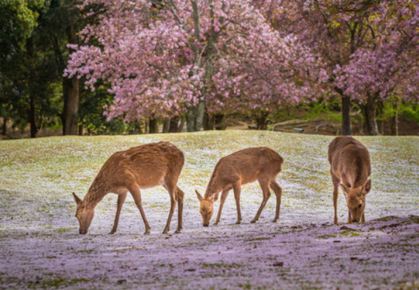 10-Night Discovery of Beautiful South Korea & Japan incl. Accommodation, English Speaking Guide, Entrance Fees