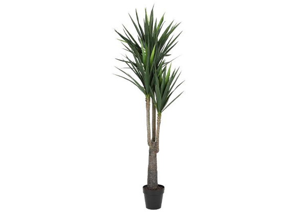 Liberty Potted 175cm Yucca
