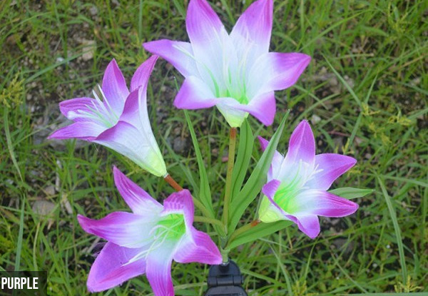 Solar Lily Light - Four Colours & Option for Two with Free Delivery