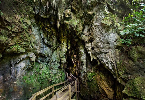 Adult Pass for Waiomio Glowworm Caves - Options for Child Pass, Two Adult Passes, Family Pass or Four Hot Drinks from Onsite
