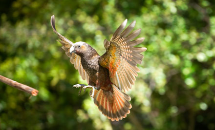 Pukaha National Wildlife Centre Pass - Options for Child, Adult, Senior or a Family Pass