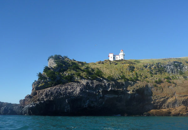 Otago Peninsula Wildlife Kayaking Tour