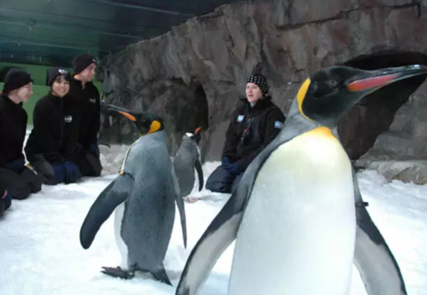 Penguin Passport Encounter with The Penguins with SEA LIFE Kelly Tarlton's