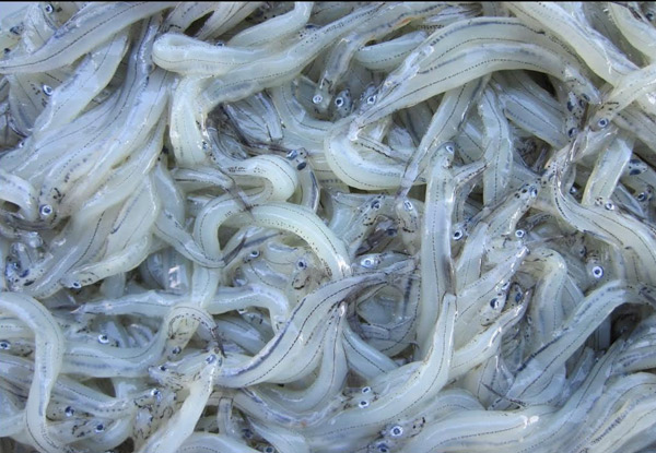 $12 for Four Cooked West Coast Whitebait Patties & One Scoop of Chips, or $14 for 200g of Frozen West Coast Whitebait (value up to $20)