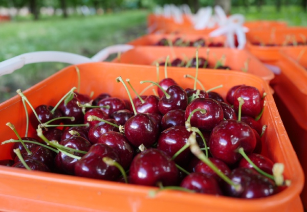 2kg Box of Fresh Central Otago Premium Quality Mr Henry Cherries Delivered to Your Door in time for Christmas from 15th December 2020 - Options for Post-Christmas & New Year Deliveries from 31st December 2020 Onward