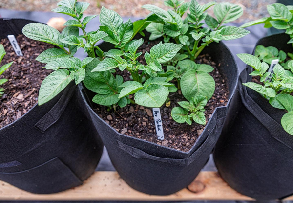 Potato Grow Bags with Flap - Available in Two Colours & Two Sizes