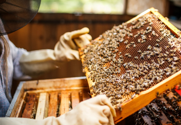 Two Day Practical Beekeeping Course