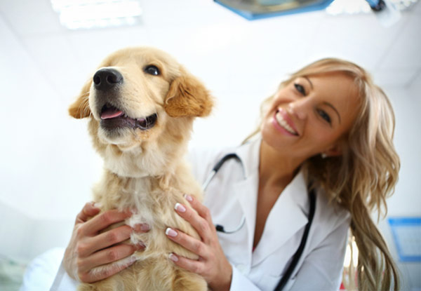 Cat or Dog Veterinary Health Check & Vaccination - Option for Dog Veterinary Health Check & Vaccination incl. Kennel Cough Vaccination