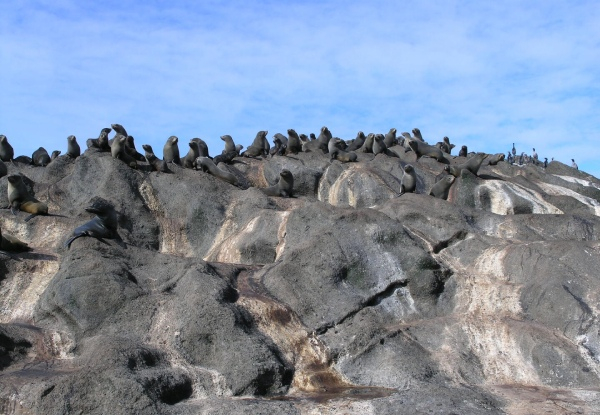 Twin-Share Five-Day Day Chatham Island Escape for One Incl. Return Flights, Accommodation, Breakfast, Airport Transfers & Car Rental - Option for Two People