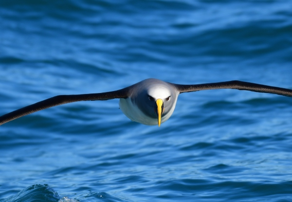 Two & Half-Hour Akaroa Scenic Coastal Cruise Adult Pass - Options for Child or Family Pass - Valid from 1st November 2024