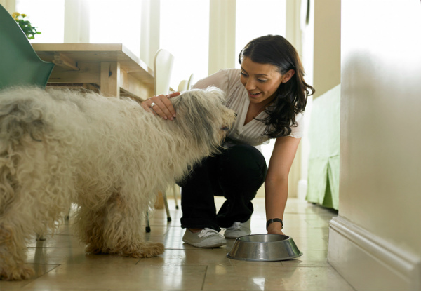 Dog Care & Pet Nutrition Diploma
