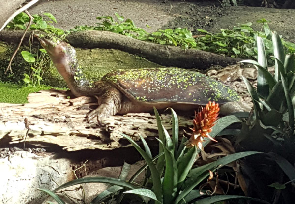 General Admission for NZ's Only Reptile Park  - Options for Adult, Child or Family Pass