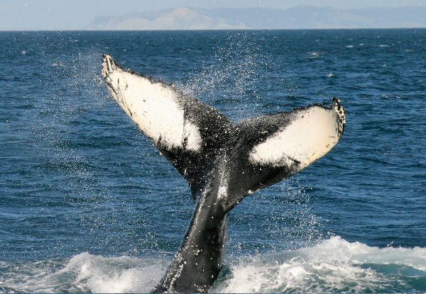 Whale Watching Tour Experience from Picton to Perano Whale Station