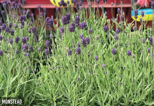 BusyBee Lavender Box - 12 Plants Ready to Flower - Two Varieties Available