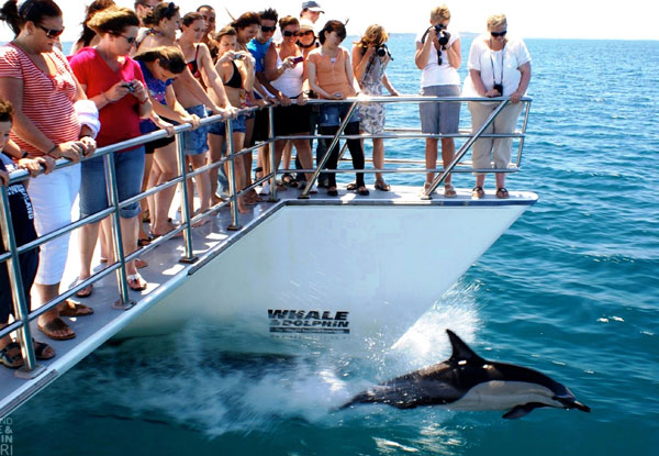 Auckland Whale & Dolphin Safari Adult Ticket 
- Option for Child Ticket Available- Valid from 13th of July