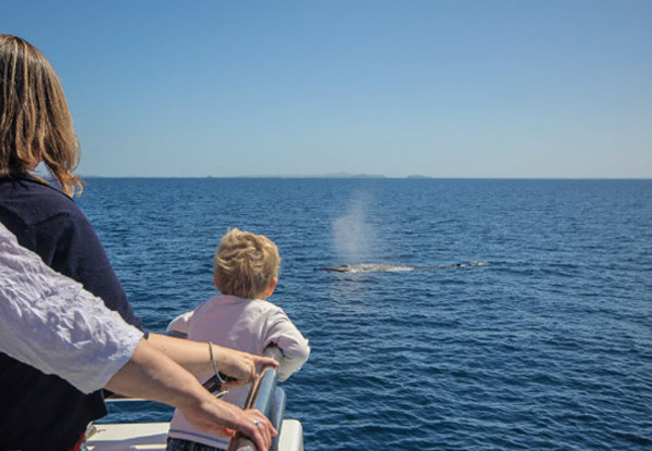 Adult Auckland Whale & Dolphin Safari Ticket - Options a Child Ticket & Weekday or Weekend Sails