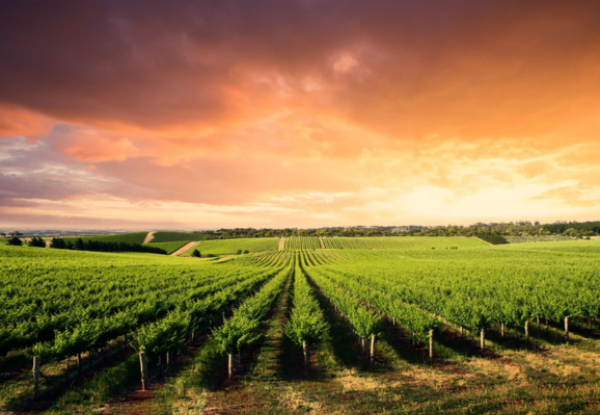 From Vineyard Views to Island Temples - Per Person Twin-Share 17-Night Cruise Onboard Azamara Pursuit from Sydney to Benoa incl. Return Flights, Accommodation in Sydney & Bali - Options for Inside, Outside or Balcony Cabin