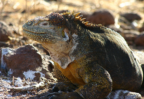 Per-Person, Twin-Share 10-Day Galapagos Package incl. Food, Transport, Accommodation, Activites & More - Option for Deposit