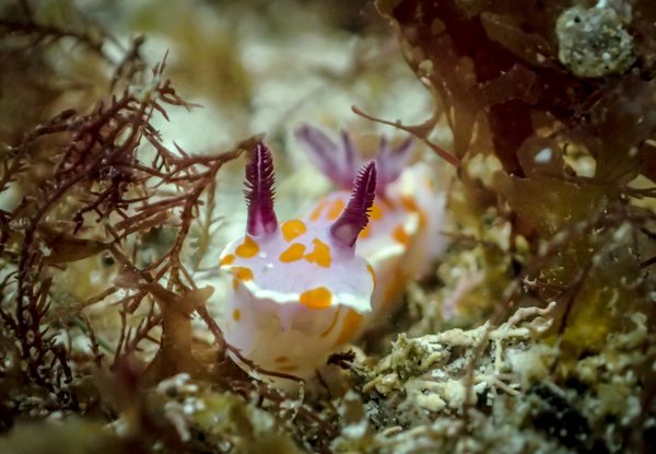 Half-Day Try Scuba Diving at Goat Island, Leigh incl. $50 Voucher for an Open Water Course  - Option for Two People