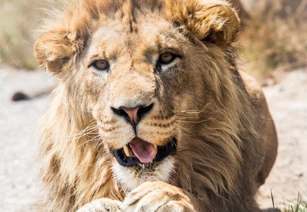 One Adult Entry or One Child Entry to Paradise Valley Springs Wildlife Park