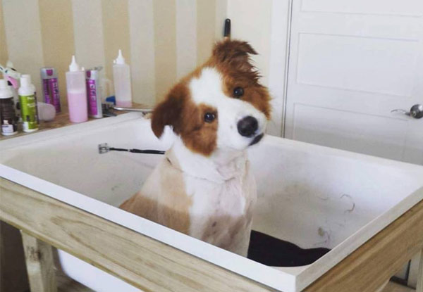 From $25 for a Dog Salon Bath incl. Oral Cleaning or Flea Treatment or from $55 for a Full Groom Service