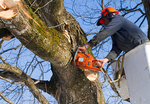 Six Man Hours of Professional Arborist Services (Three Arborists for a Two-Hour Duration) incl. Hedge Trimming, Tree Pruning & Difficult Tree Removal