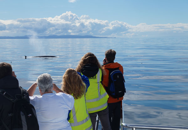 Auckland Whale & Dolphin Safari Ticket - Adult & Child Options Available