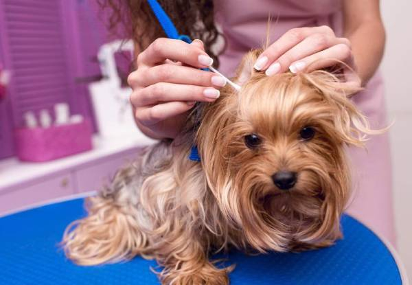 45-Minute Dapper Dog Full Luxury Grooming Package