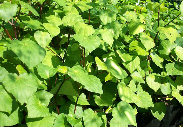 $40 for 10 Native Kawakawa Plants (value up to $60)