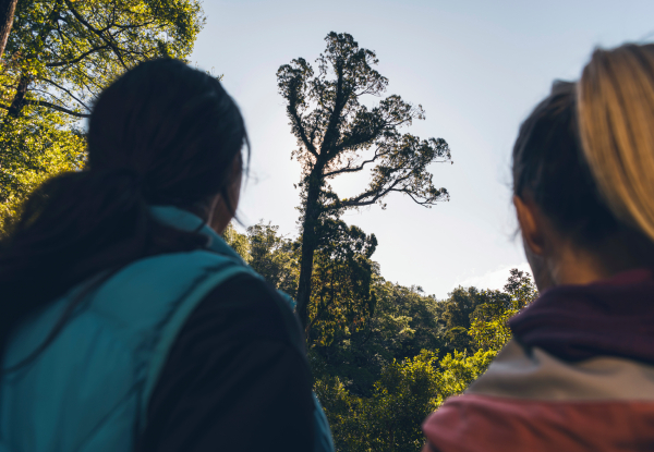 Queen Charlotte Track Day Walk with Cougar Line Cruise Transfers -
Walk Ship Cove/Meretoto to Resolution Bay - Options for Adult or Child