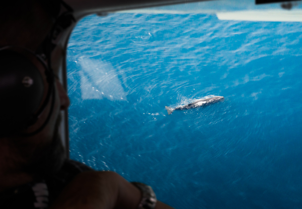20% Off Adult Fares on a 30-Minute Whale Watch Flight - Option for Private Hire for up to Seven Passengers