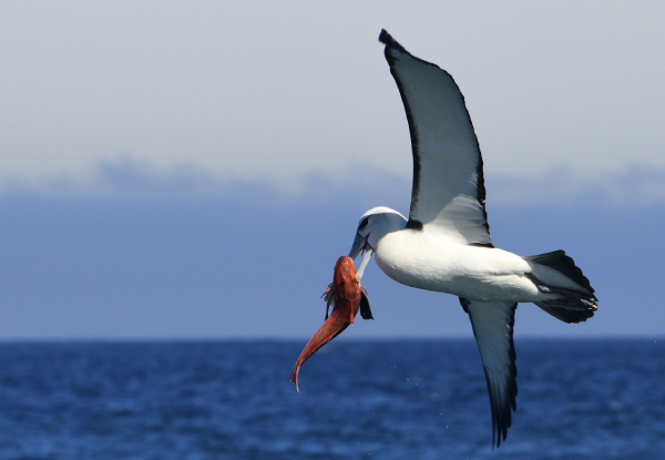 Two & Half-Hour Akaroa Scenic Coastal Cruise Adult Pass - Options for Child or Family Pass - Valid from 1st November 2024