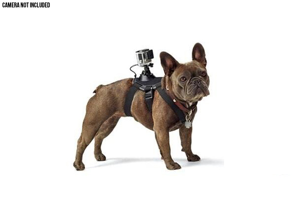 Adjustable Back & Chest Camera Mount for Pets