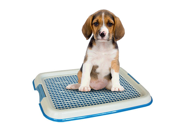 Indoor Toilet Pad for Pets