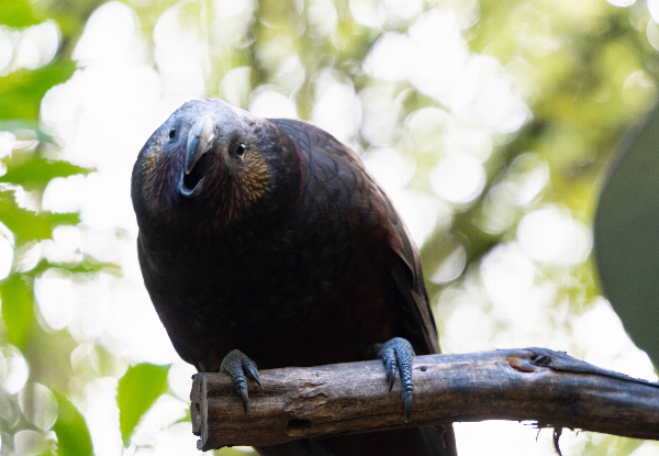 Up to 40% Off, Visit Pukaha National Wildlife Centre - Options for Single Adult Entry with Morning or Afternoon Tea, a Premium Half Day Experience for Two Adults, or a Family Guided Experience
