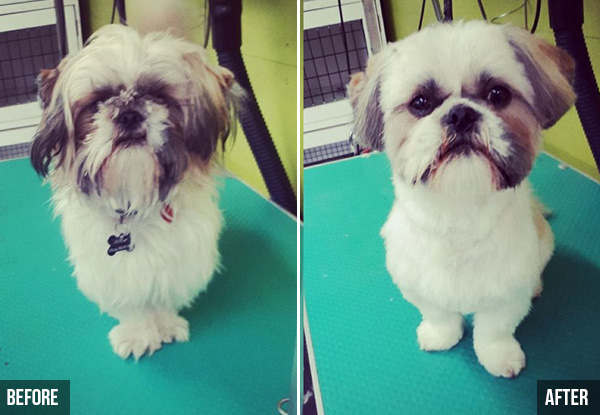 Winter Groom for Small Dogs -  Tuesday to Friday - Available for New & Existing Clients