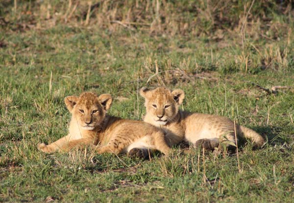 Per-Person Twin-Share Eight-Night Kenya Wildlife Safari incl. Some Meals, Transport, Accommodation, Safari, Game Drive, Village Walk & More - Deposit Option Available