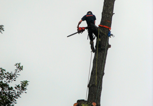 Four Man Hours of Professional Arborist Services incl. Hedge Trimming, Tree Pruning & Difficult Tree Removal - Option for Eight Man Hours