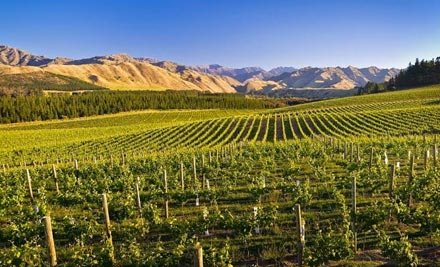 $85 for a Full-Day Marlborough Wine Tour With a Winemaker as your Tour Guide, Tastings at up to Five Wineries, Lunch Stop at a Winery Restaurant & Visit to Local Brewery or Chocolate Factory / $165 for Two People