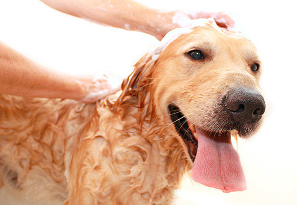 $29 for One Dog Wash, $39 for a Pamper, or $45 for a Groom – All Options incl. a $10 Return Voucher