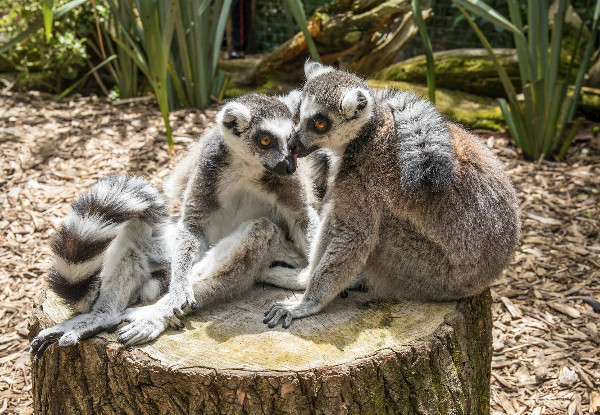 Child Day Pass to Willowbank Wildlife Reserve - Option for Adult Day Pass