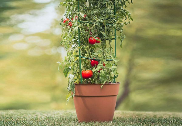 Plant Climbing Trellis Cage - Available in Two Options