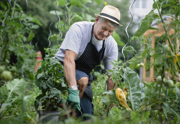 One Hour of Lawn & Gardening Maintenance - Options for up to Four Hours