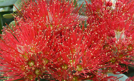 Pohutukawa Metrosideros Maori Princess Tree - Option for Christmas Wrapped