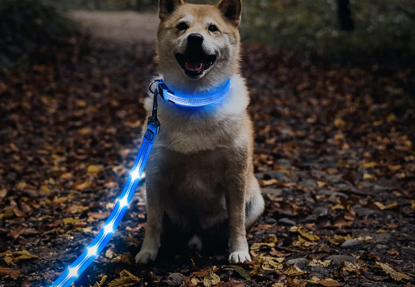 USB Rechargeable LED Dog Leash - Available in Three Colours & Option for Two