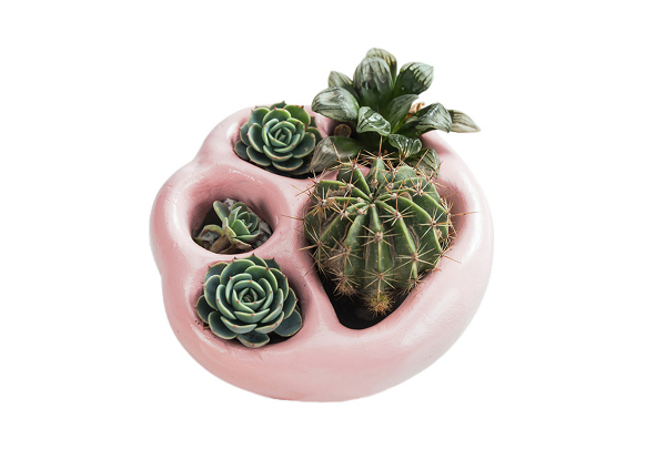 Mini Desktop Succulent Flower Pot - Available in Four Colours & Option for Two-Piece