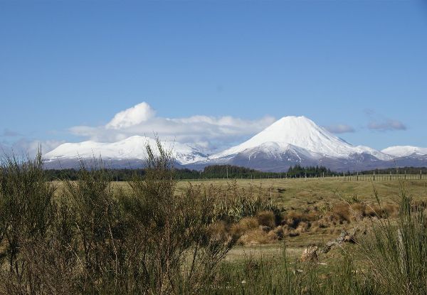 Per-Person, Twin-Share, Five-Day Taranaki Rhododendron Gardens Coach Tour incl. Knowledgeable Guide, Quality Accommodation, Private & Public Garden Experiences - Option for Solo Traveller