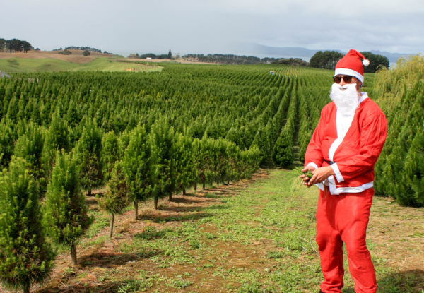 Pre-Order a Fresh Xmas Tree - Three Sizes & Pick-up Locations Available (Auckland Only) - Option to Include Stand