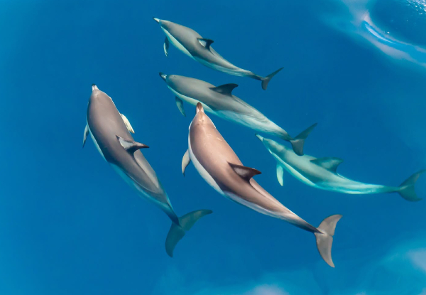 Wild Dolphin Encounter - Half-Day Wildlife Spring Cruise - Options for Adult, Children, Toddler or Family Pass