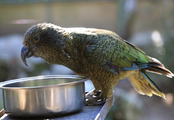 Family Pass to the Otorohanga Kiwi House & Native Bird Park